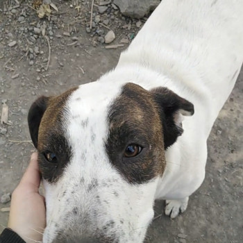 Regalo Cagnolino