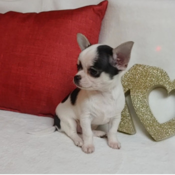 Cuccioli di chihuahua bellissimi e genuini