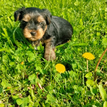 Cucciolo maschio Yorkshire Terrier