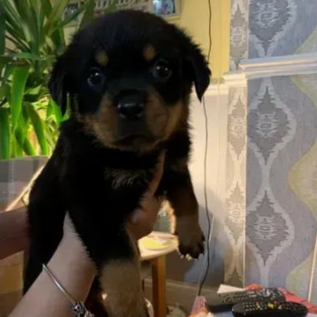 Dolcissimi Eccezionali cuccioli di Rottweiler