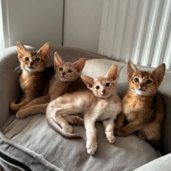 Dolcissimi gattini abissini eccezionali