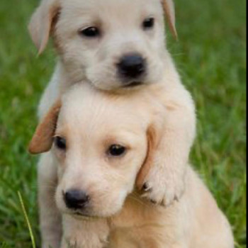 REGALO BELLO LABRADOR CUCCIOLI MASCHI E FEMMINE