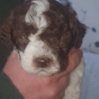 Meravigliosi cuccioli Lagotto Romagnolo