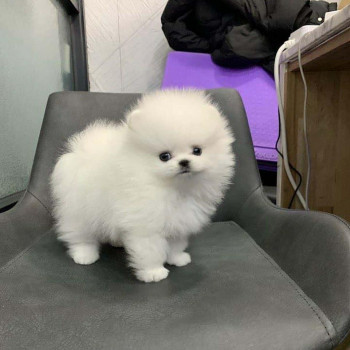Cuccioli di Pomerania Disponibili  447482162214