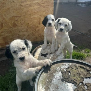 Meravigliosi cuccioli Setter inglese