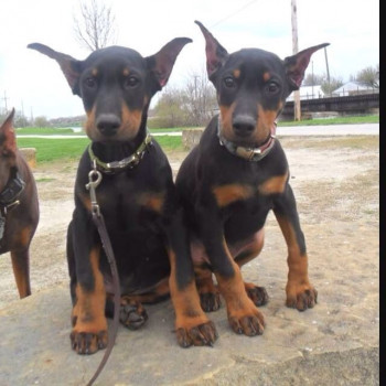 Cuccioli di Dobermann KC Reg Brown/Tan pronti per partire