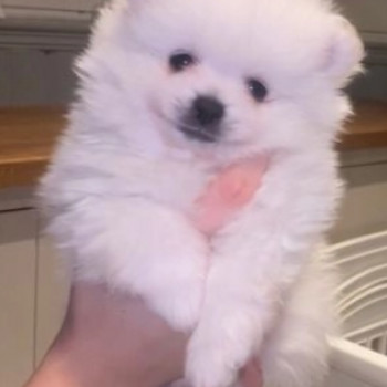 Dolcissimi Eccezionali cuccioli di Pomerania