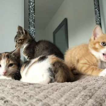 Eccezionali gattini di munchkin