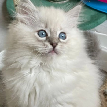 Eccezionali gattini di ragdoll