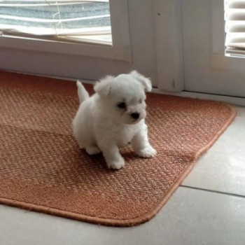  Eccezionali cuccioli di Bolognese