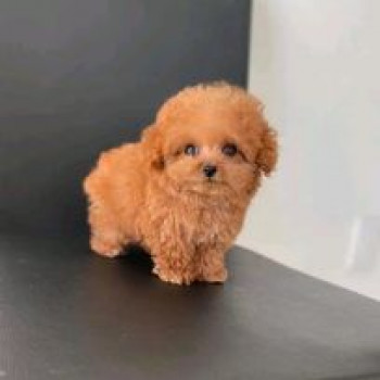 Cuccioli di barboncino toy rosso registrati