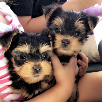 Cuccioli di Yorkshire Terrier in vendita