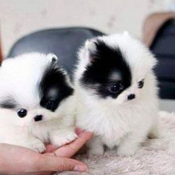 Regalo  Cuccioli di Pomerania Disponibili 
