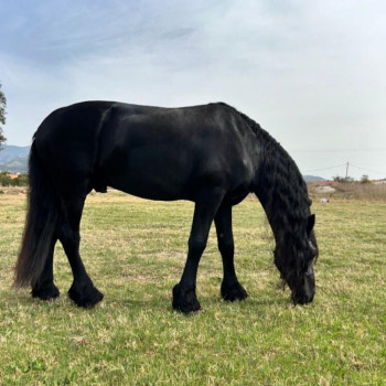 Alla ricerca di una nuova casa. CAVALLI FRISONE