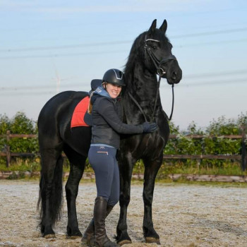 Vendo cavallo castrone frisone