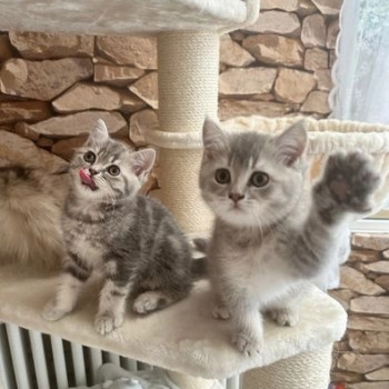 gattini British Shorthair attivi