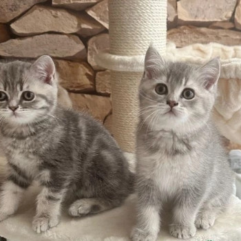 gattini British Shorthair socializzati