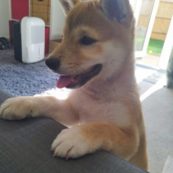 Meravigliosi Dolcissimi cuccioli di shiba inu