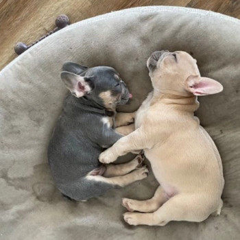 bouledogue francese di tre mesi pronti