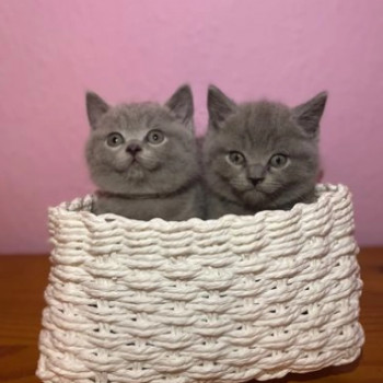 Gattini british di colore blue