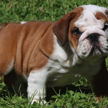 Cuccioli Bulldog Inglese con Pedigree.