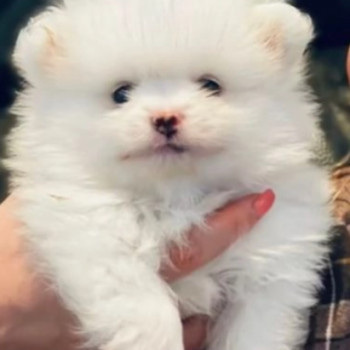 spitz cuccioli di pomerania toy
