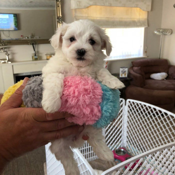 Cuccioli di maltese presenti!