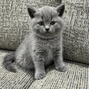 British shorthair un maschio e due femmine,