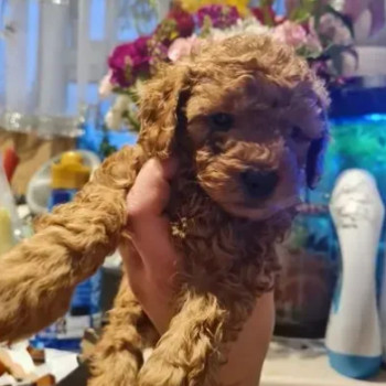 barboncino nani cuccioli rosso