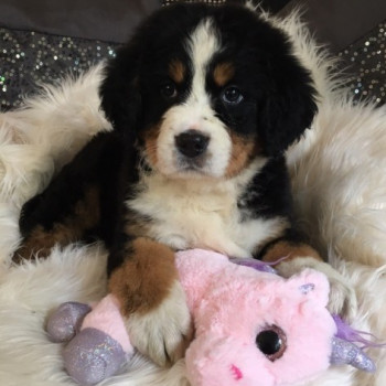 Dolcissimi Cane Bovaro del Bernese 