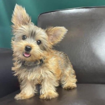Yorkshire Terrier