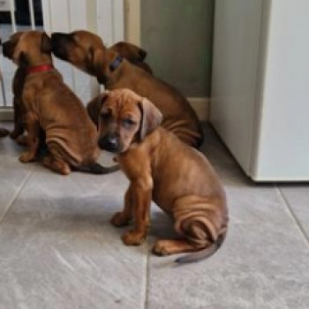 Meravigliosi cuccioli Rhodesian ridgeback