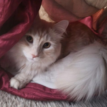 Bellissimi cuccioli gatti maine coon