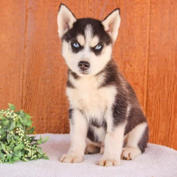 Cucciolata di Husky maschi e femmine