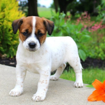 Jack Russel