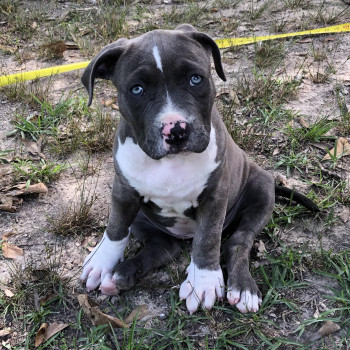 Chocolate Pitbull