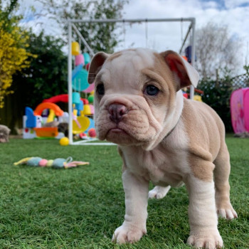 Cuccioli Bulldog