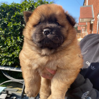 Chow Chow cuccioli