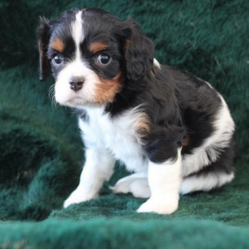 Cavalier King