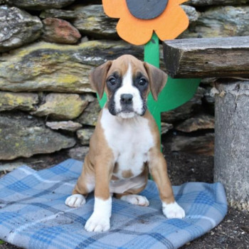 cuccioli di Boxer con documenti