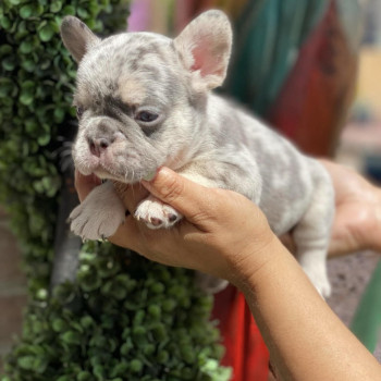 Vendo cuccioli di bulldog francese. 