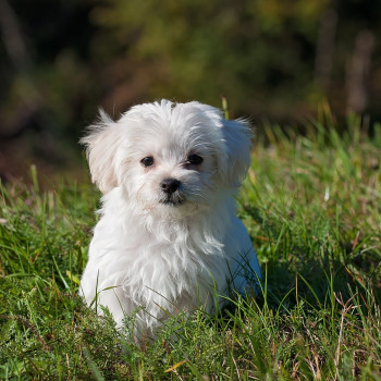Maltese toy