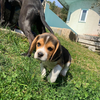 Cuccioli Beqgle già disponibili,