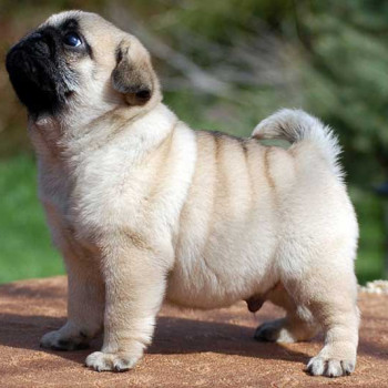 Cuccioli di carlino di razza pura, maschi e femmine