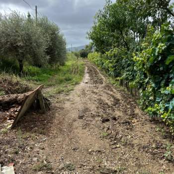 Terreno in vendita a Prato (Prato)