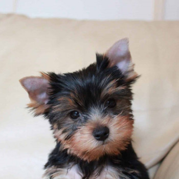 Cuccioli di Yorkshire terrier M/F