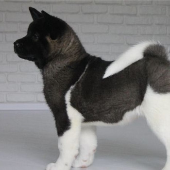 Cuccioli di Akita.