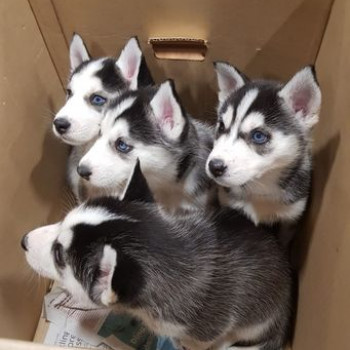 Cuccioli di Siberian Husky.