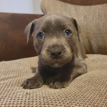 Cuccioli di Staffordshire Bull Terrier