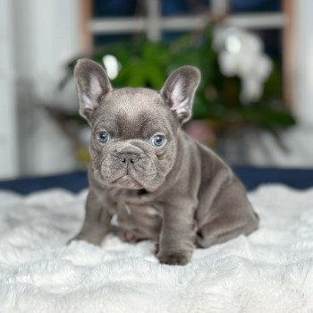 Bellissimi cuccioli di Bulldog francese in adozione